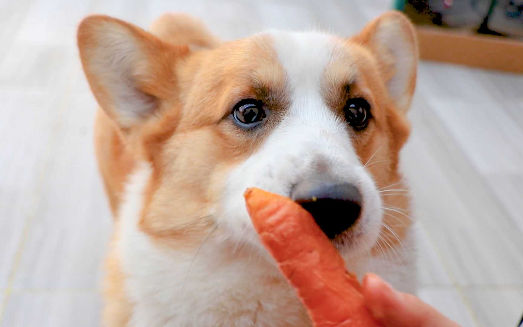 除了狗粮，狗狗可以常吃这8种“人类”食物，对身体好，别错过