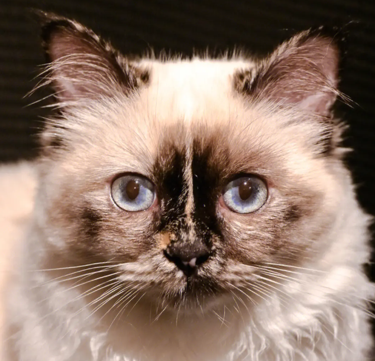 了解一下？古代缅甸的护寺圣猫——伯曼猫！