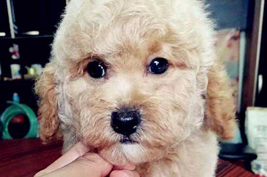 泰迪喜欢什么玩具