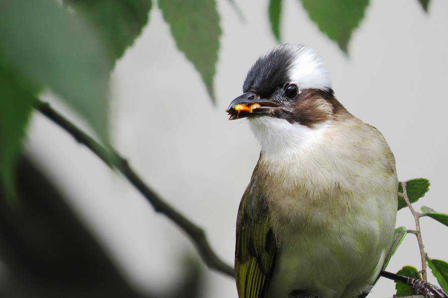 太美了！50种罕见又惊艳的鸟，大自然的鬼斧神工~