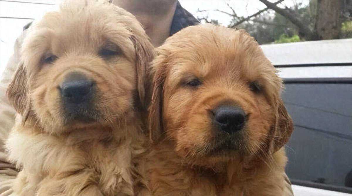 想给孩子选只狗? 试试这7个适合家庭的犬种