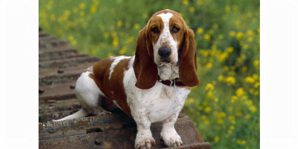 世界上最聪明的10大犬种