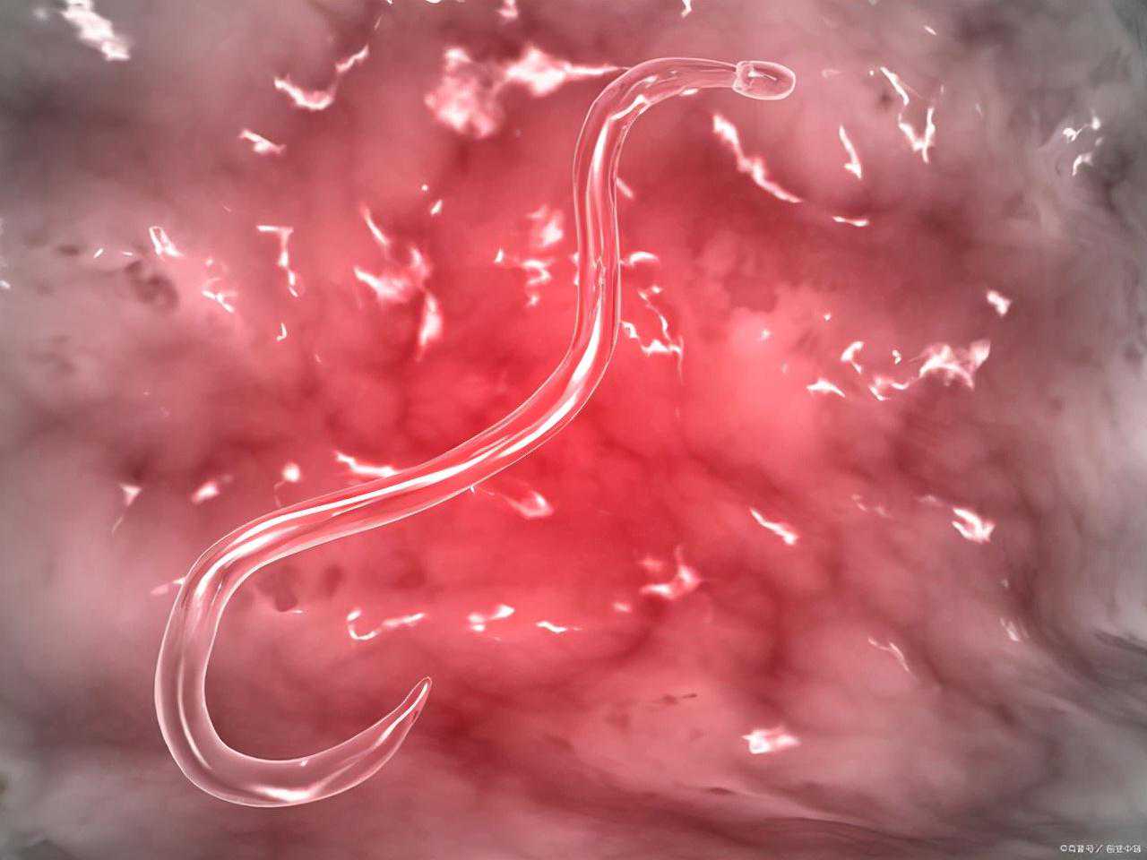 狗狗有点拉稀怎么办，都是为什么