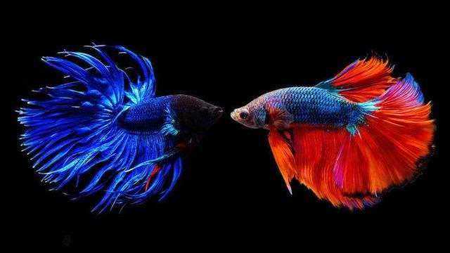 泰国斗鱼饲养并不难，就是多了养起来太麻烦！