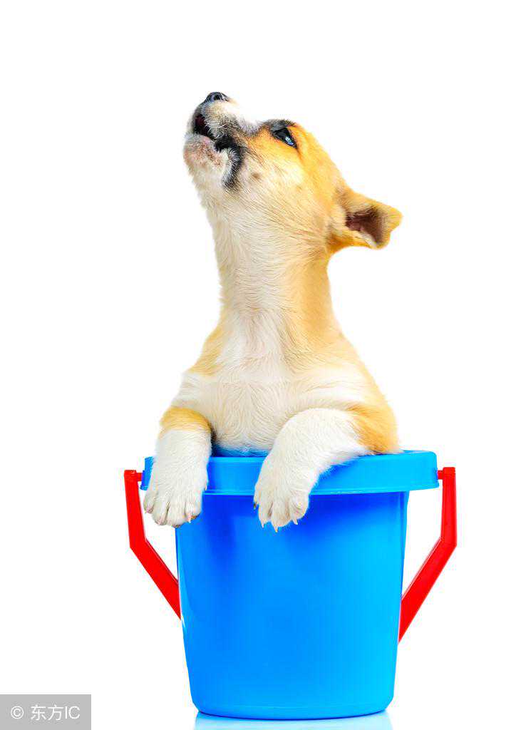 狗狗为什么会嚎叫（学狼叫）呢？