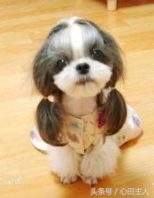 中国十大名犬介绍