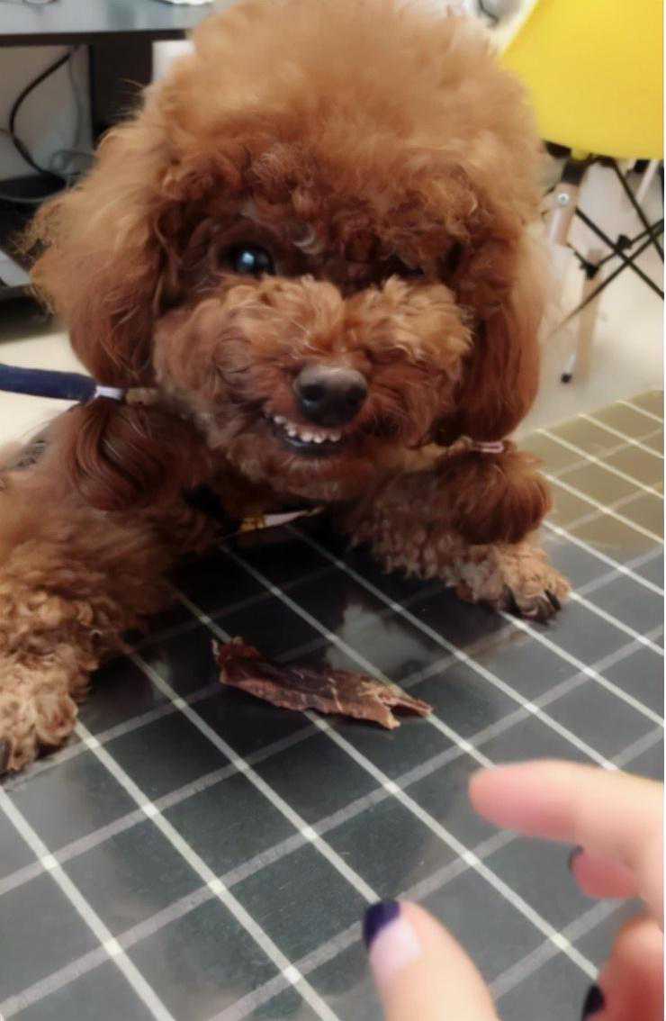 泰迪犬最容易“咬人”的几个瞬间，主人也不例外