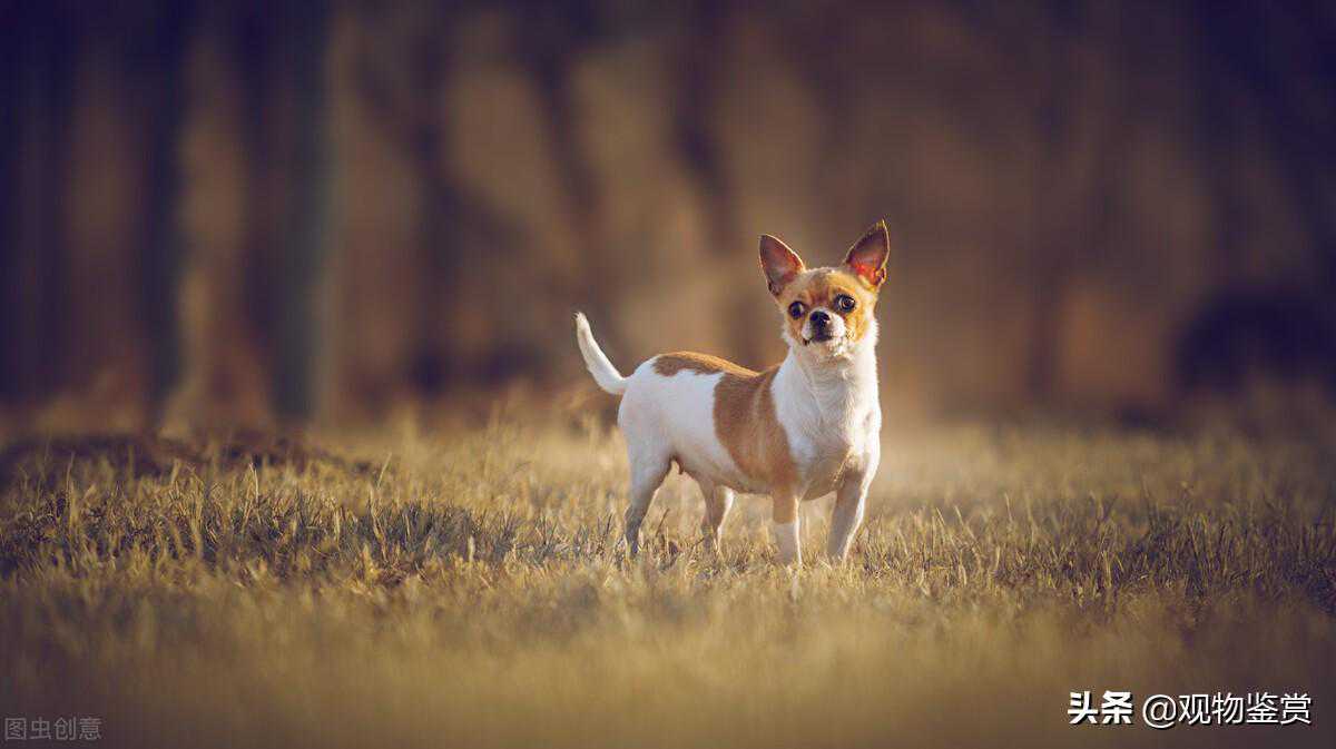 小狗的品种，这些狗的体型都比较小，饲养会比较方便