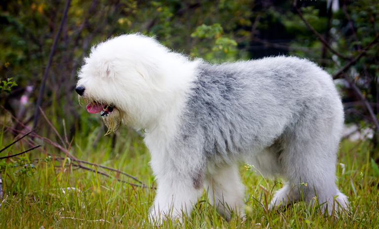 这5种“大狗”没有攻击性，家有小孩也能养