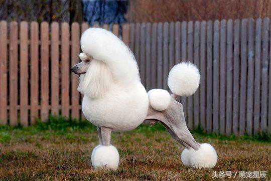 科普——宠物犬美容（三）：剪耳、剪尾、剪“狼爪”