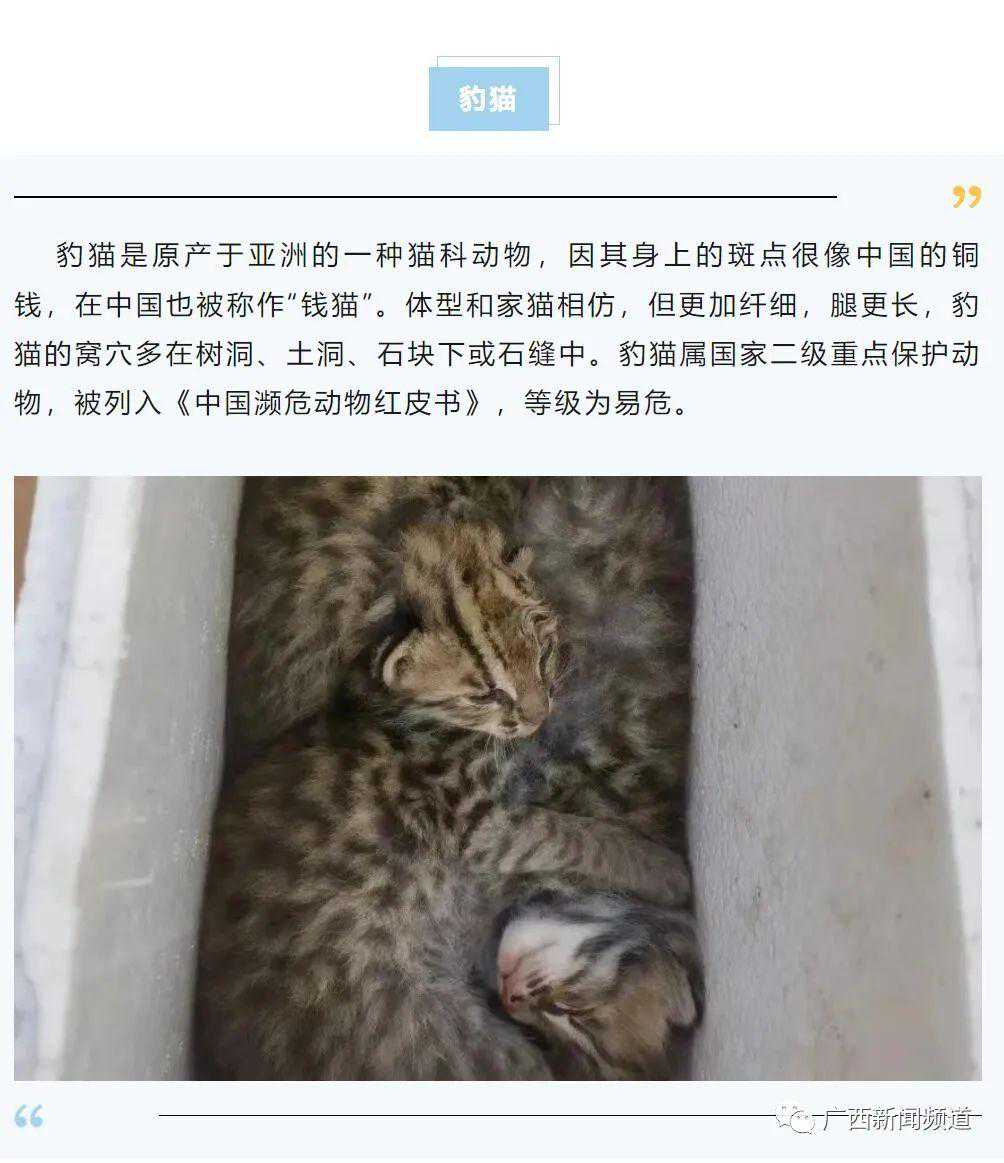 他卖了五只“猫”，被抓了！