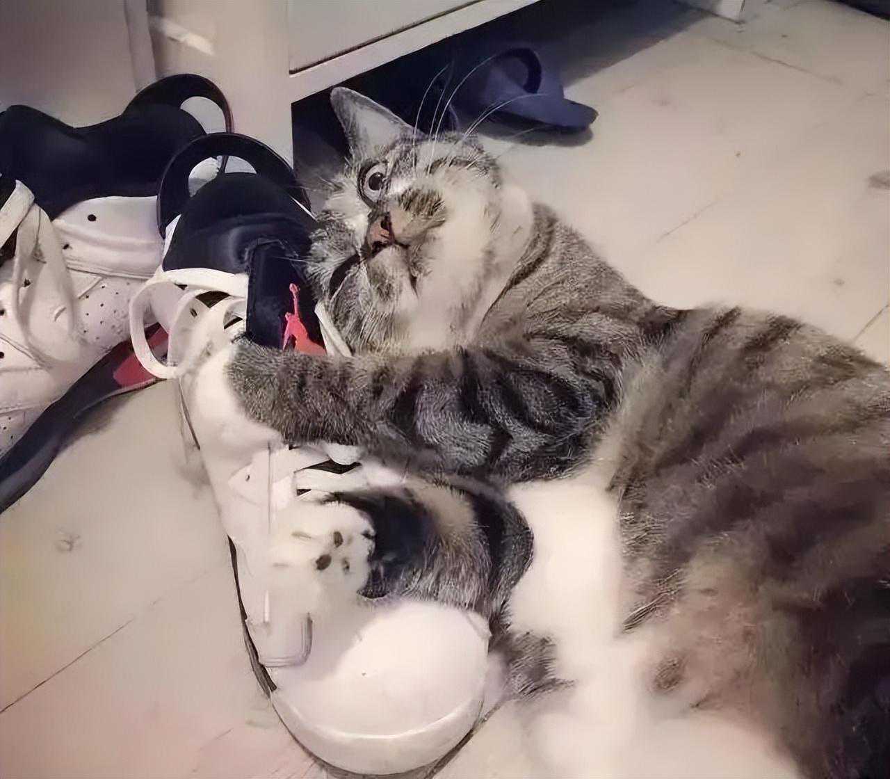 “我家猫总爱闻我的鞋，它是有啥怪癖吗？”