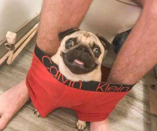 巴哥犬那么丑，为什么深得宠主的心？这8点理由太香了