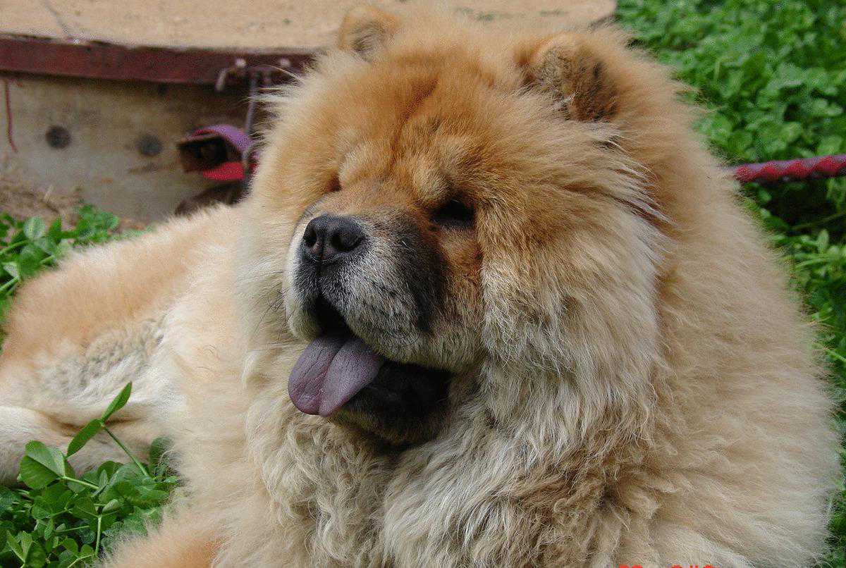 慎养！犬界体味最重的5种狗，一不小心就被熏着了！