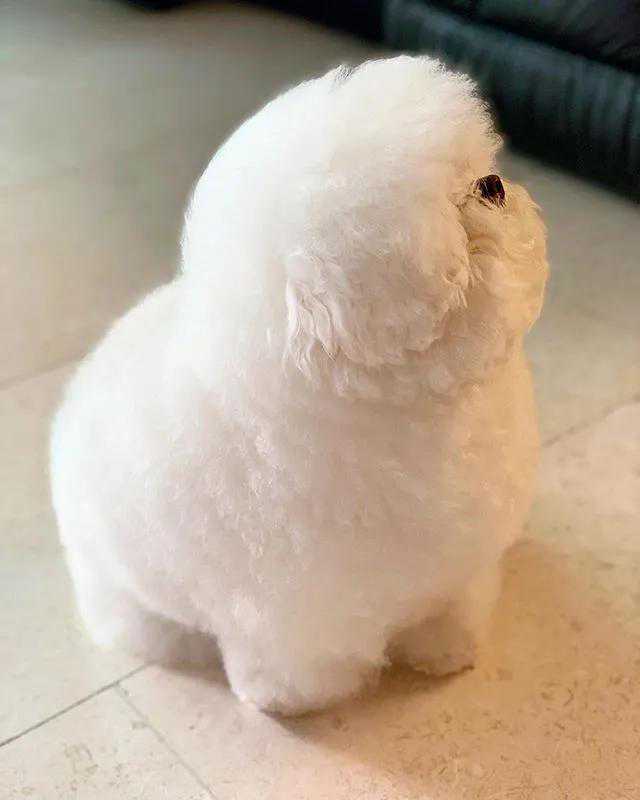 一只圆滚滚的小比熊火了，网友质疑：这是真狗？