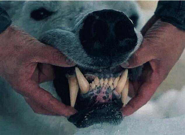 狗狗有这5个症状，可能是患“狂犬病”了，千万别大意