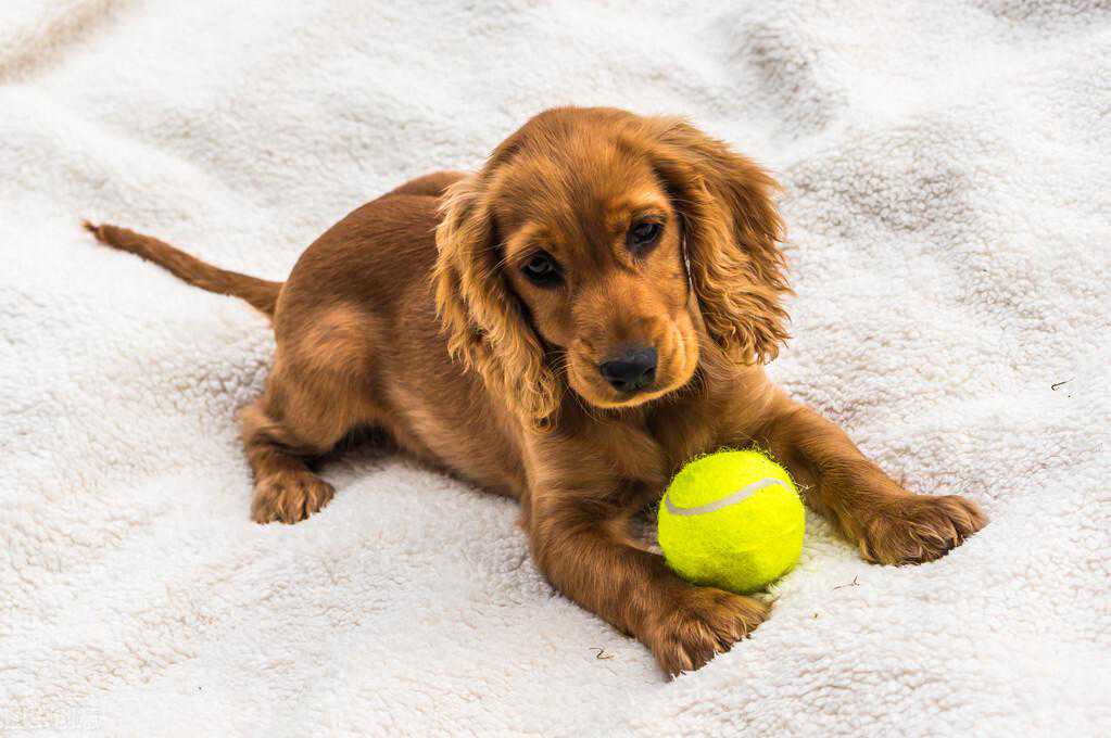 缮宠学堂：狗狗爪子长得一样吗？