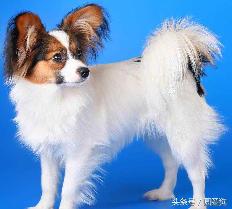 世界名犬——蝴蝶犬（蝶耳犬、巴比伦犬）玩具犬类