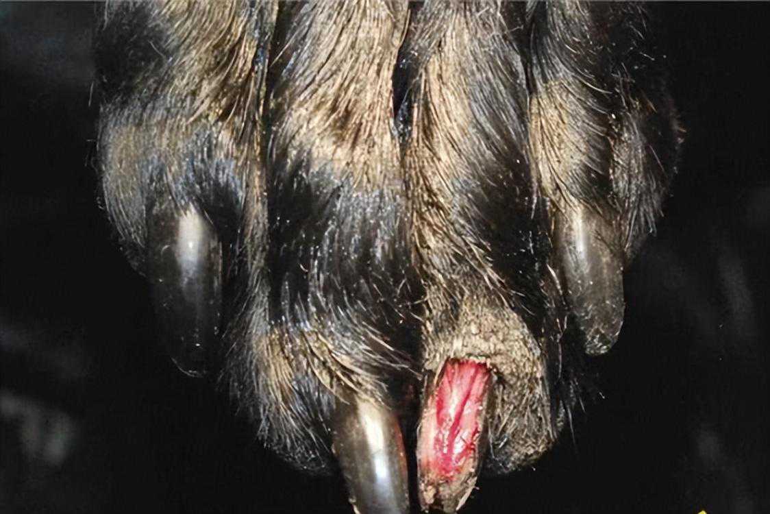 狗狗“断甲”=给它上“酷刑”，场面真让人触目惊心