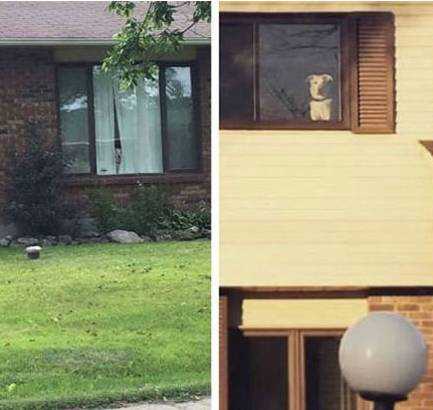 狗狗感人的十个小故事，看完你会更爱它们一点……