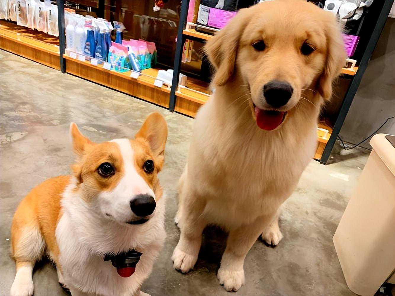 名场面：公狗拖着母狗跑？原因是什么