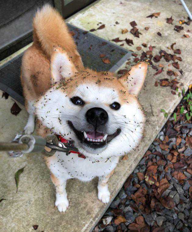 狗当然可以吃鱼虾蟹，但吃海鲜有几点要重点注意