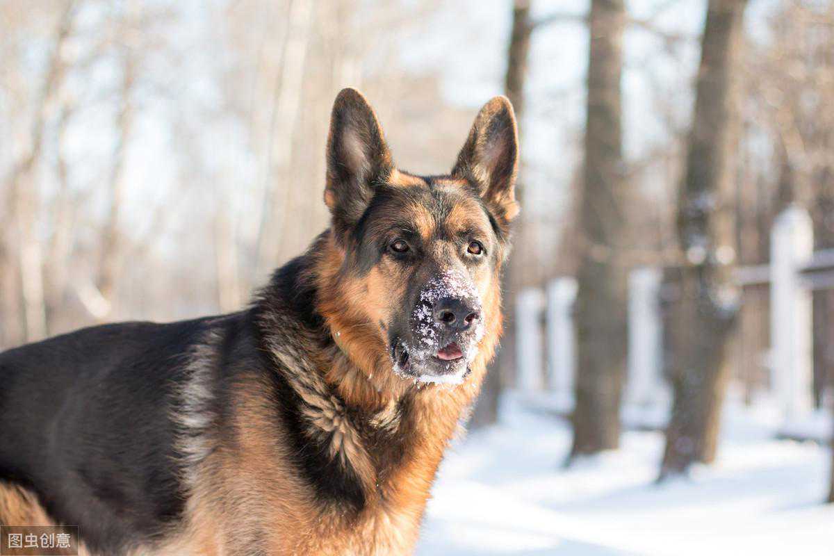 最爱叫的10大狗狗排行榜，没想到德牧居然上榜了