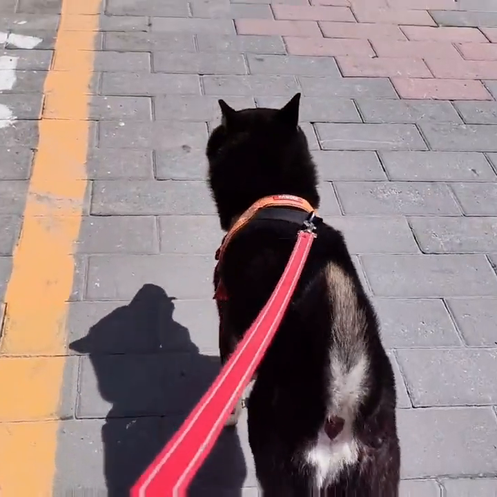 为什么一个失业的北京大叔会开宠物店？