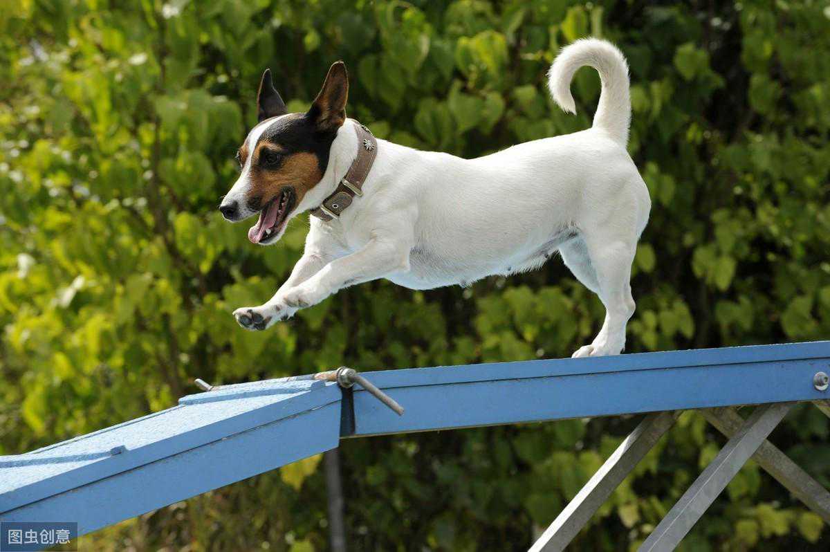 别再瞧不起串串狗了，它这5个优点，完全碾压纯种狗