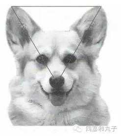 一梦谈狗l短腿板凳基，长什么样的才值？