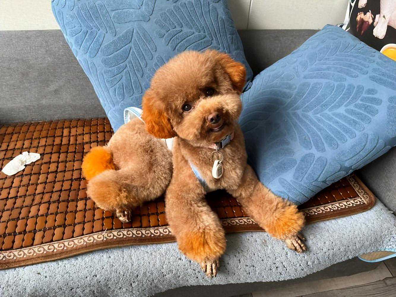 事实证明：“狗治百病”是真的！难怪钟南山院士也推荐