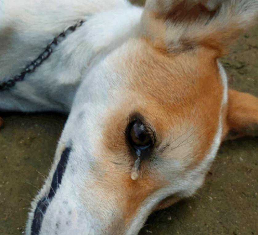 辟谣：狗狗发抖可不只是冷，还可能是这5个原因