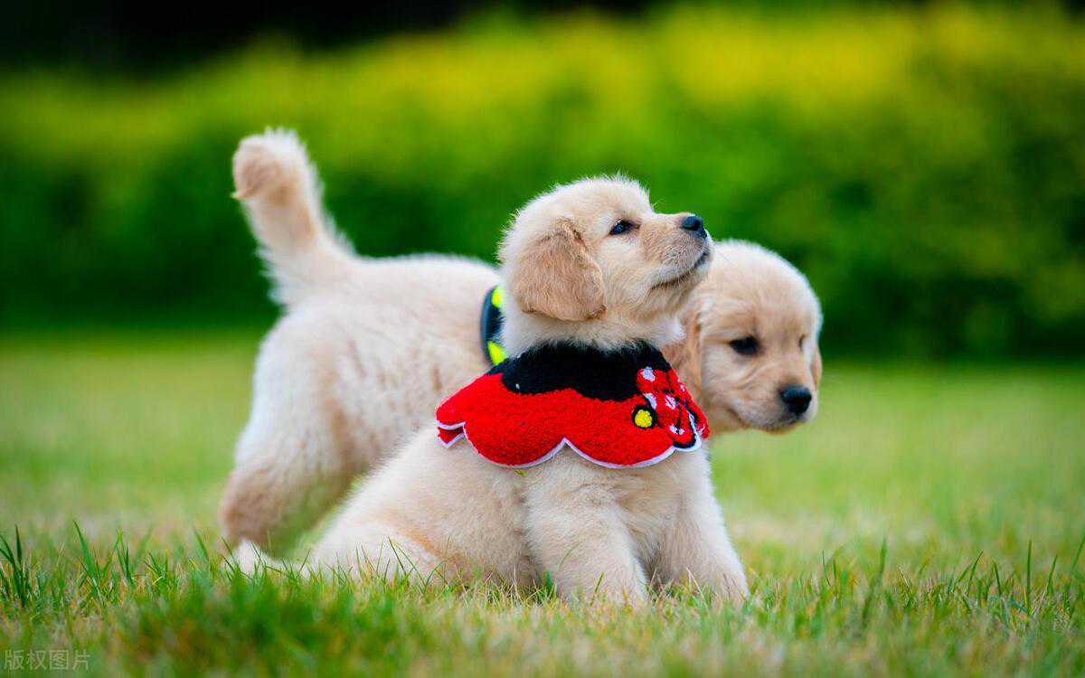 狗狗的一生并没有那么长，三分钟足以了解