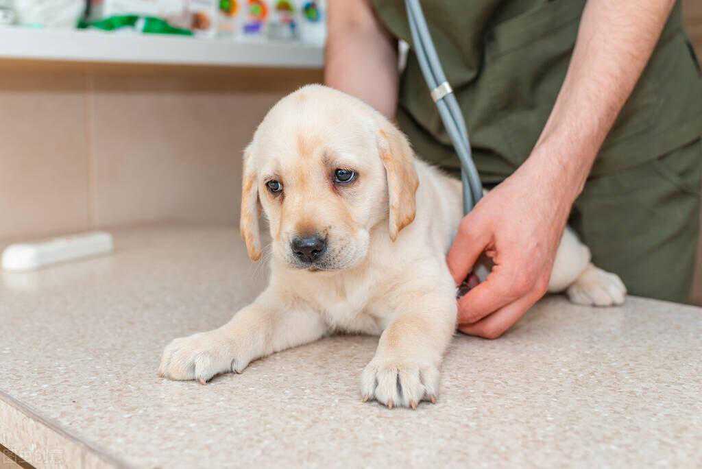 去医院给狗狗做体检，这些检查项目你必须了解