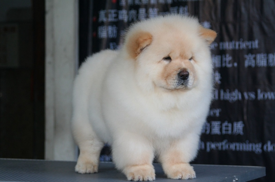 宠物常识:松狮犬怎么看纯不纯