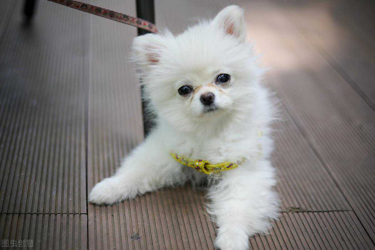 狗狗趴蹄是什么意思 造成狗狗趴蹄的原因有哪些