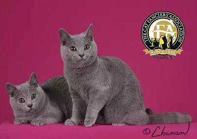 回访湘潭德牧伤人现场：养在一桌球俱乐部旁，被咬伤的市民也养小狗