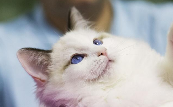 很多猫咪品种都有遗传病，不仅只有折耳猫，英短猫、布偶猫上榜！