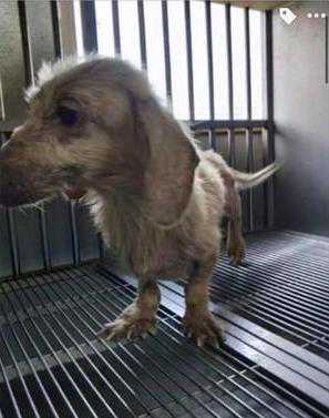 狗有主人会更幸福？幸运流浪狗被人领养，生活和外貌完全变了样