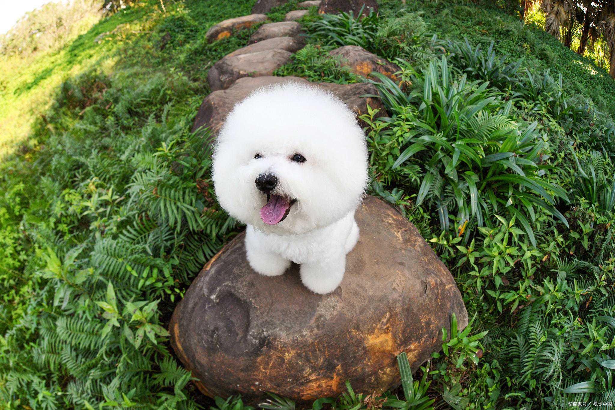 饲养比熊的时候，也需要注意对狗粮的选择，你都是喂的哪种狗粮？