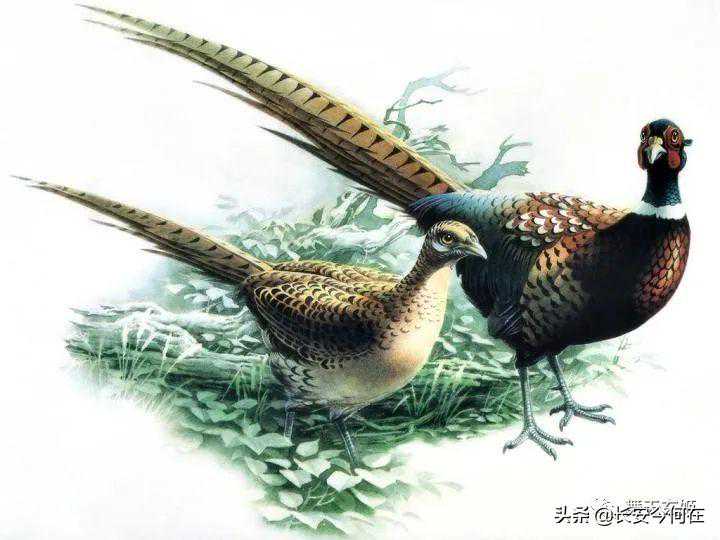 《博物志》中的“山鸡有美毛”与希腊水仙花