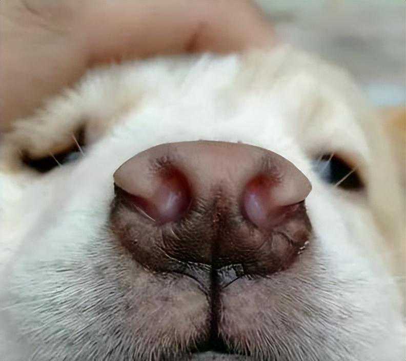 “挑狗术”：原来老祖宗挑狗是有口诀的，你还不知道？