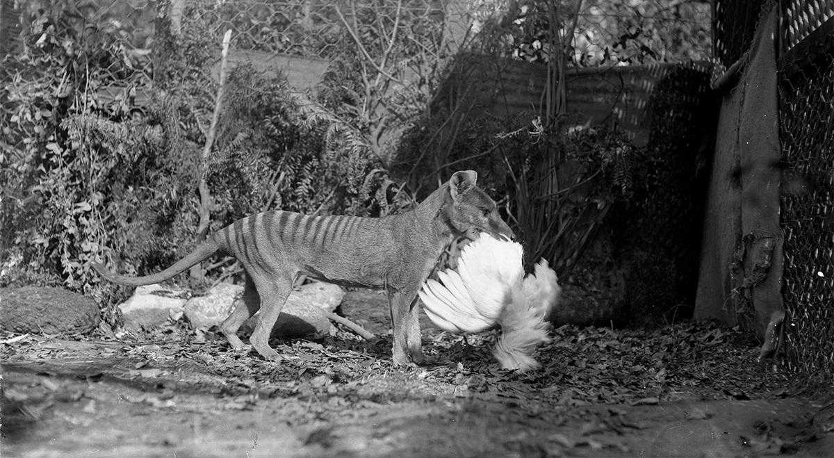 来自东方的土犬，是如何一步步打败野兽，成为澳洲头号猛兽的？