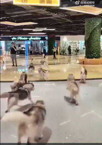 深圳100只哈士奇 集体越狱 在商场爆冲狂欢还（抢劫）了顾客的食物