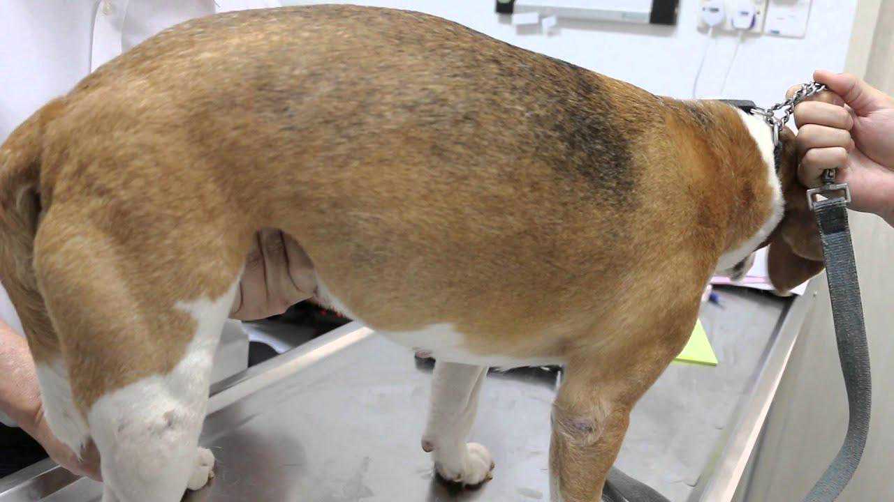 什么是犬前列腺炎？这种病有几种类型？狗狗会出现什么症状？