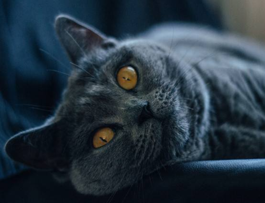 教你选猫系列，猫咪品种介绍及品相判断（12）——沙特尔猫