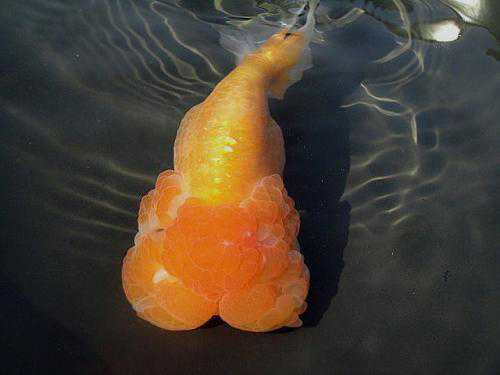 「小毳谈」猫狮金鱼来历及寓意