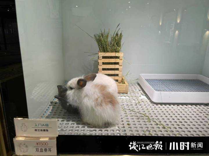 一只兔子4500元，你会买吗？杭州这家小店多种萌宠让人看花眼，最易弃养的竟是它