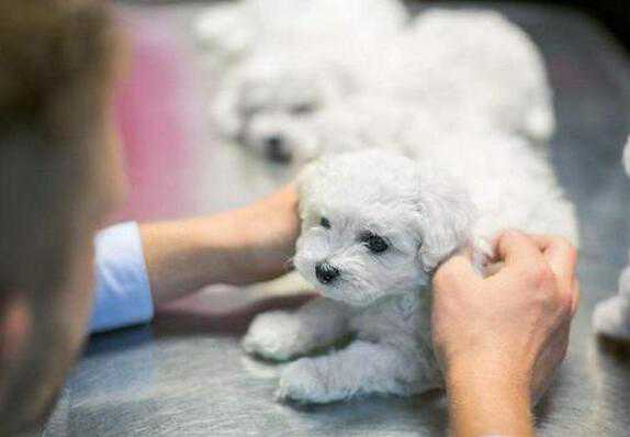 对比熊犬来说，这5样东西最重要了，只有主人能碰