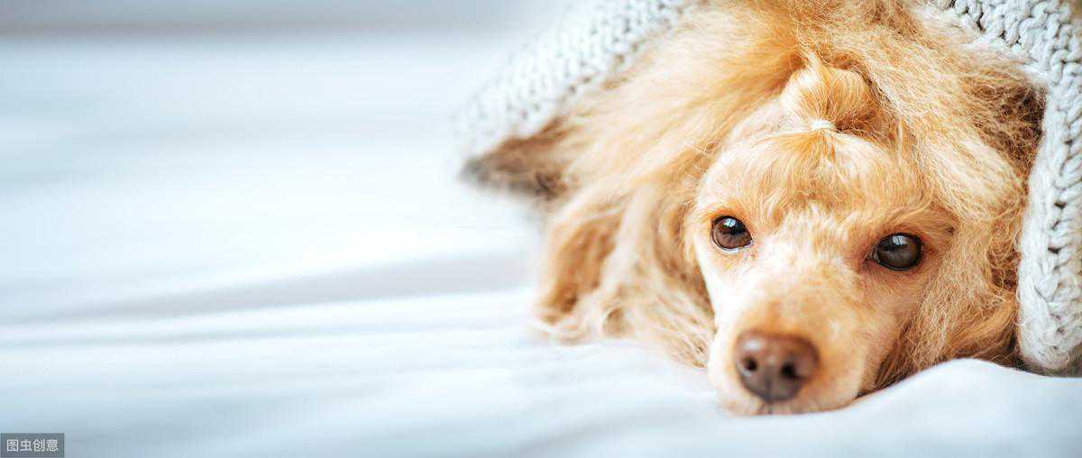 小知识：狗狗出现中毒的症状有哪些？这几种情况不要忽视